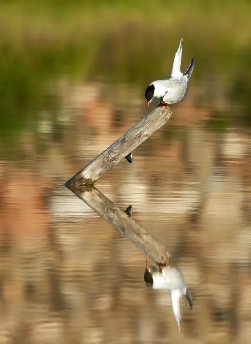Framed Print : Common Tern, Sterna hirundo