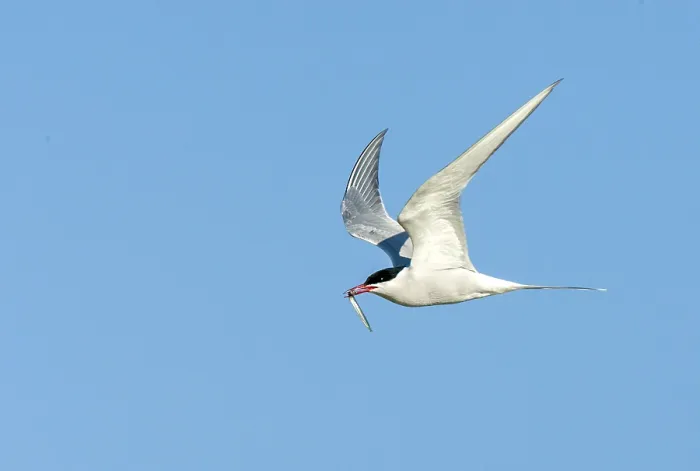 Framed Print : Common Tern, Sterna hirundo
