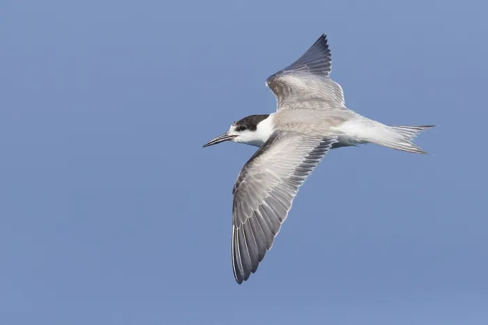 Framed Print : Common Tern, Sterna hirundo