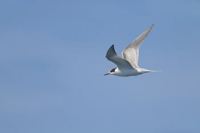 Framed Print : Common tern, Sterna hirundo