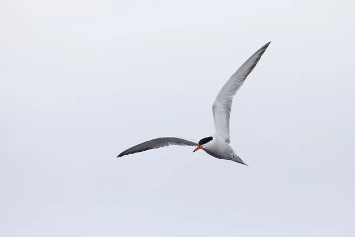 Framed Print : Common tern, Sterna hirundo Framed Print : Common tern, Sterna hirundo