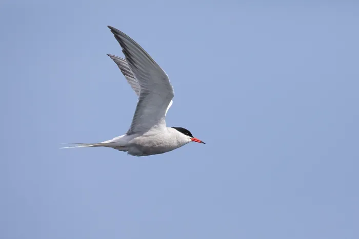 Framed Print : Common tern Sterna hirundo