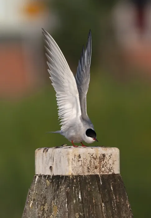 Framed Print : Common Tern, Sterna hirundo hirundo