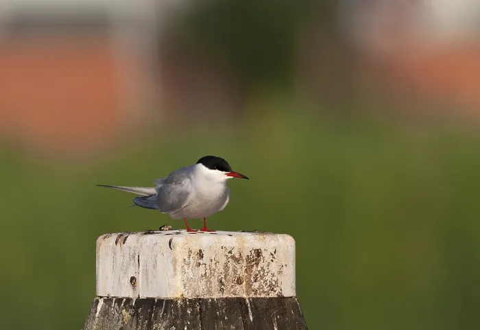 Framed Print : Common Tern, Sterna hirundo hirundo