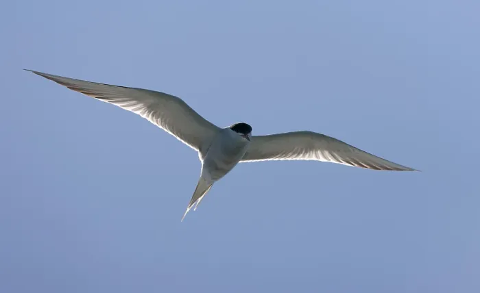 Framed Print : Common Tern, Sterna hirundo hirundo
