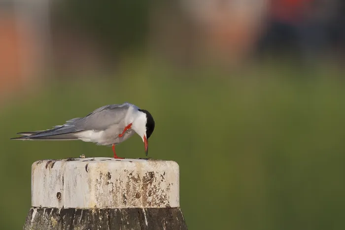 Framed Print : Common Tern, Sterna hirundo hirundo Framed Print : Common Tern, Sterna hirundo hirundo