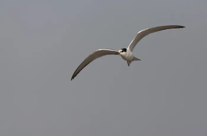 Framed Print : Common Tern, Sterna hirundo hirundo