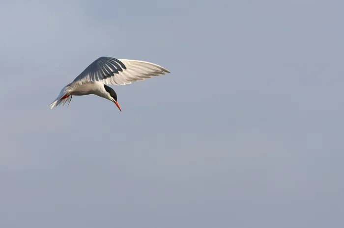 Framed Print : Common Tern, Sterna hirundo hirundo Framed Print : Common Tern, Sterna hirundo hirundo