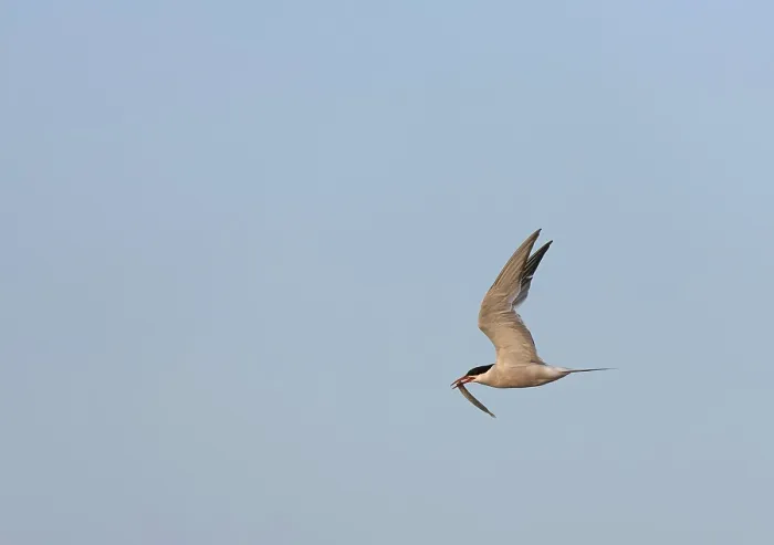 Framed Print : Common Tern, Sterna hirundo hirundo Framed Print : Common Tern, Sterna hirundo hirundo