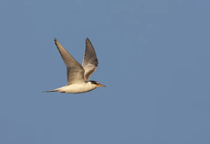 Framed Print : Common Tern, Sterna hirundo hirundo