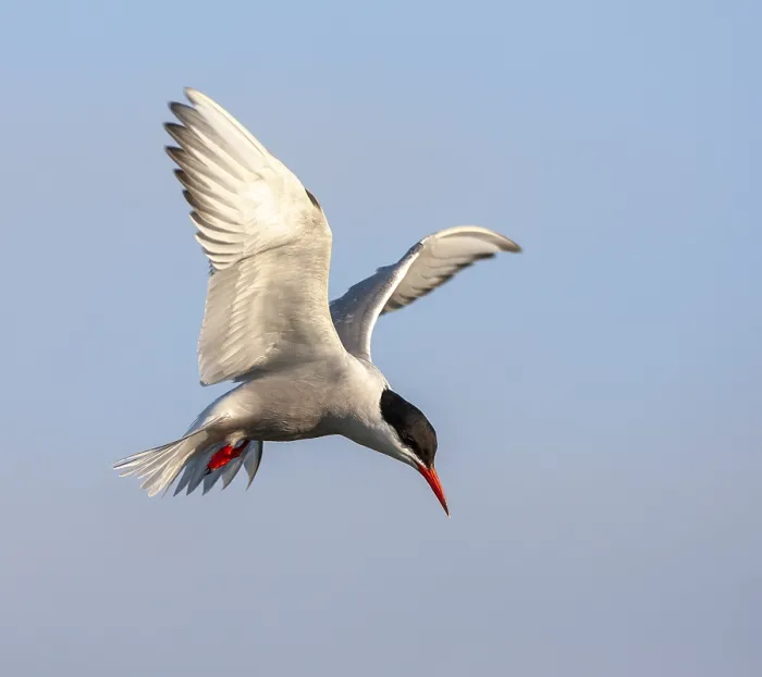 Framed Print : Common Tern, Sterna hirundo hirundo