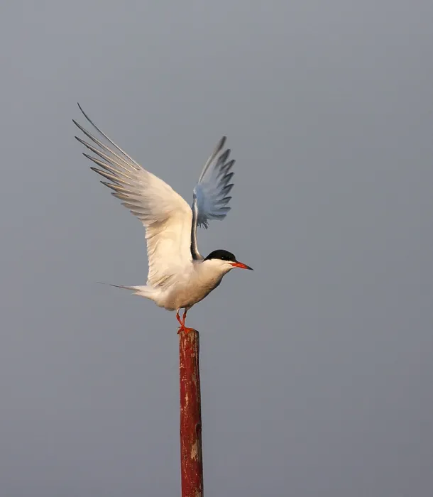 Framed Print : Common Tern, Sterna hirundo hirundo