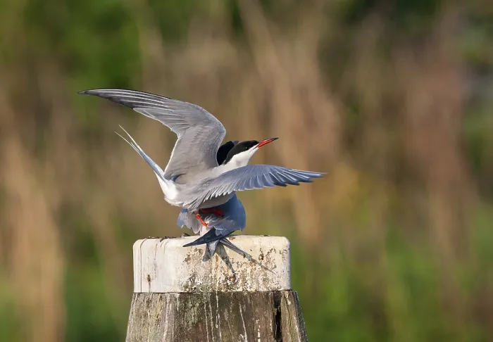 Framed Print : Common Tern, Sterna hirundo hirundo