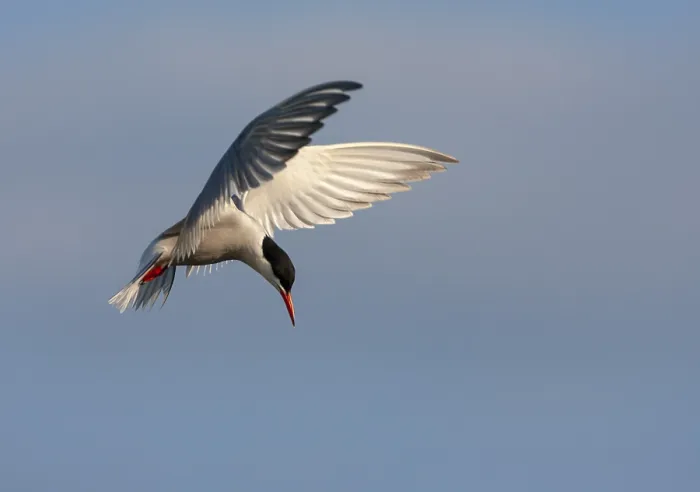 Framed Print : Common Tern, Sterna hirundo hirundo