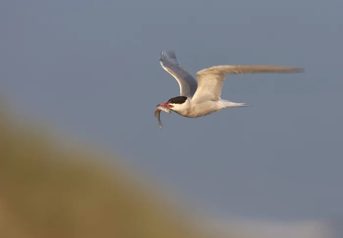 Framed Print : Common Tern, Sterna hirundo hirundo