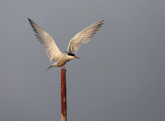 Framed Print : Common Tern, Sterna hirundo hirundo