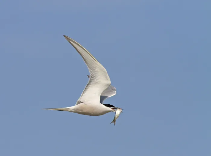 Framed Print : Common tern, Sterna hirundo longipennis Framed Print : Common tern, Sterna hirundo longipennis