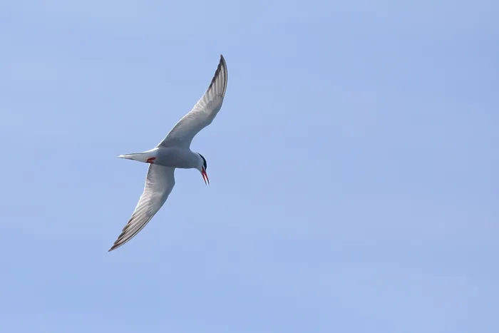 Framed Print : Common tern, Sterna hurundo Framed Print : Common tern, Sterna hurundo
