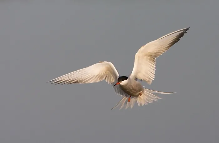 Framed Print : Common Tern, Visdief, Sterna hirundo