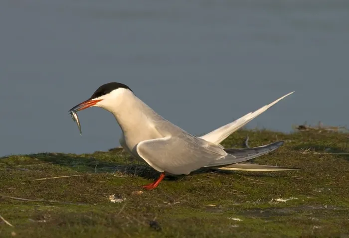 Framed Print : Common Tern, Visdief, Sterna hirundo