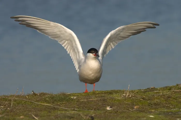 Framed Print : Common Tern, Visdief, Sterna hirundo