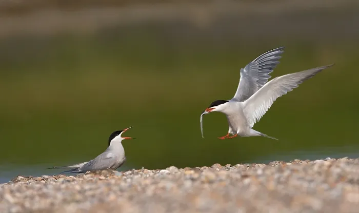 Framed Print : Common Tern, Visdief, Sterna hirundo