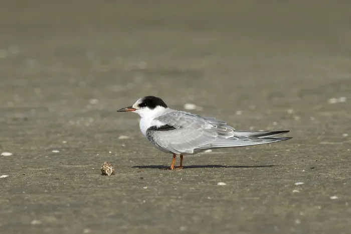 Framed Print : Common Tern, Visdief, Sterna hirundo