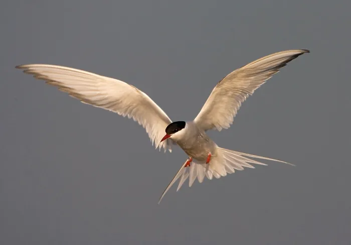 Framed Print : Common Tern, Visdief, Sterna hirundo