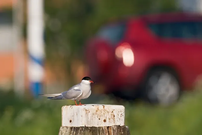 Framed Print : Common Tern, Visdief, Sterna hirundo