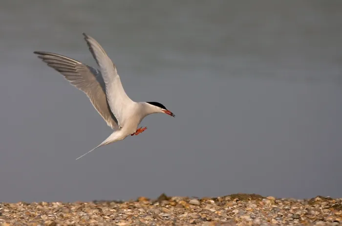 Framed Print : Common Tern, Visdief, Sterna hirundo