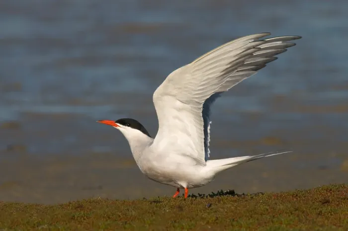 Framed Print : Common Tern, Visdief, Sterna hirundo
