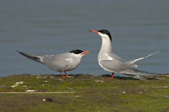 Framed Print : Common Tern, Visdief, Sterna hirundo