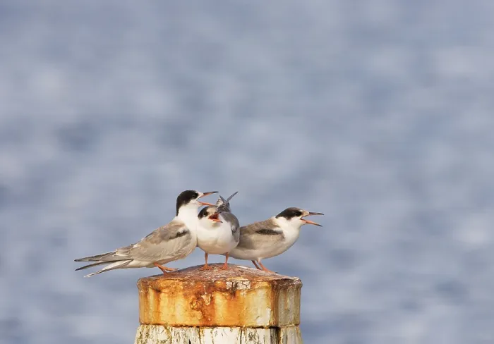 Framed Print : Common Tern, Visdief, Sterna hirundo