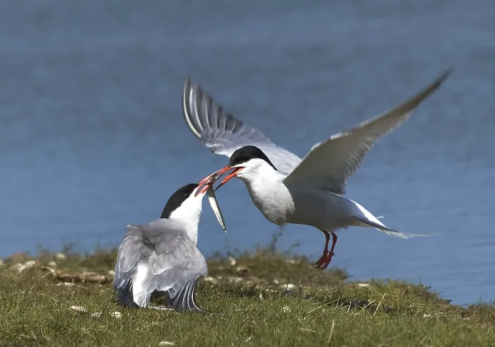 Framed Print : Common Tern, Visdief, Sterna hirundo
