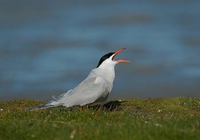 Framed Print : Common Tern, Visdief, Sterna hirundo