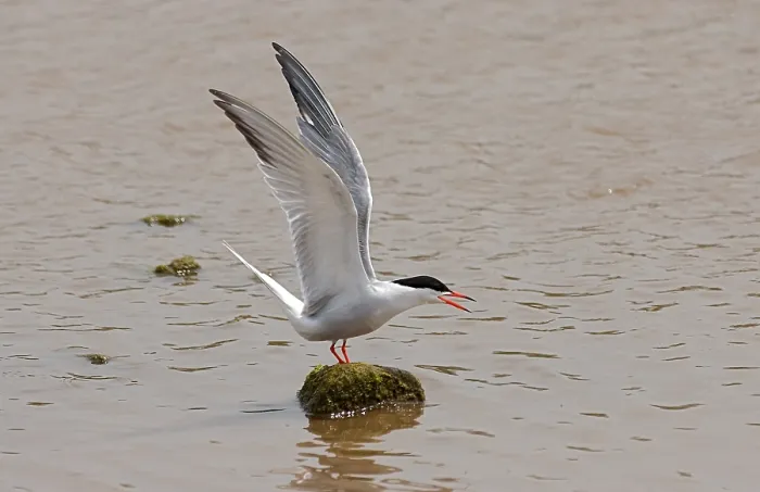 Framed Print : Common Tern, Visdief, Sterna hirundo