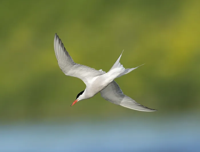 Framed Print : Common Tern;Sterna hirundo