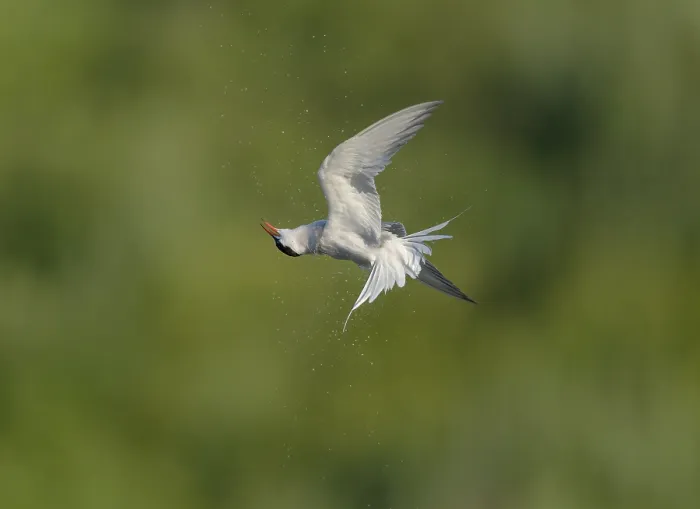 Framed Print : Common Tern;Sterna hirundo