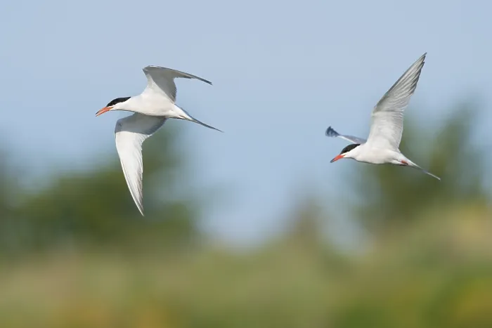 Framed Print : Common Tern;Sterna hirundo