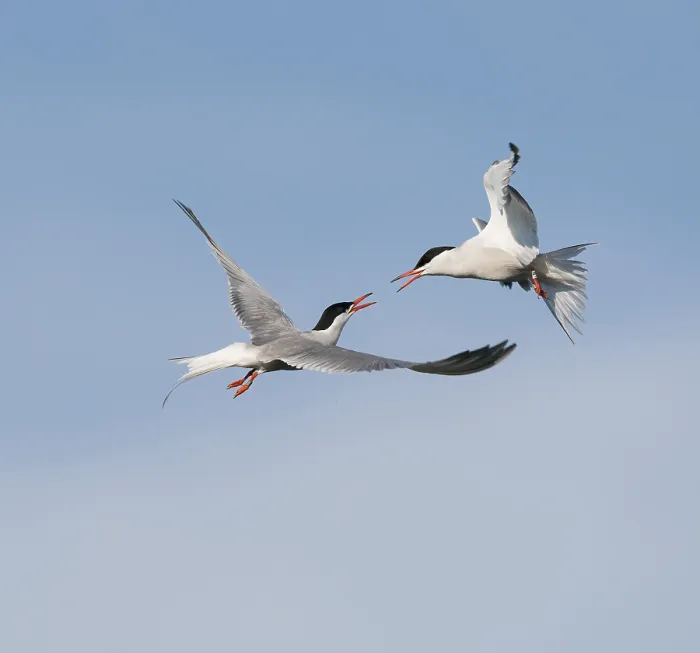 Framed Print : Common Tern;Sterna hirundo
