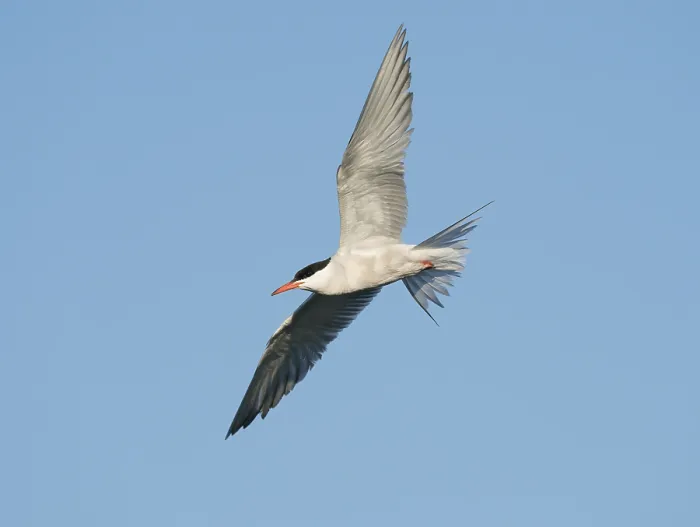 Framed Print : Common Tern;Sterna hirundo