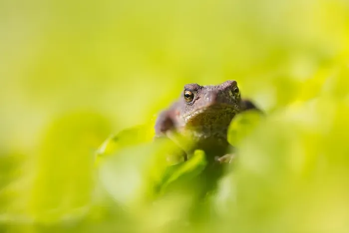 Framed Print : Common Toad, Bufo bufo