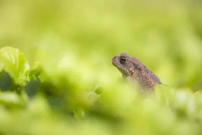 Framed Print : Common Toad, Bufo bufo Framed Print : Common Toad, Bufo bufo