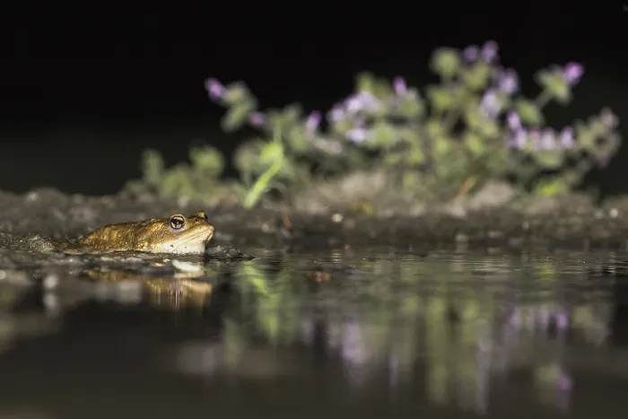 Framed Print : Common Toad, Gewone Pad, Bufo bufo