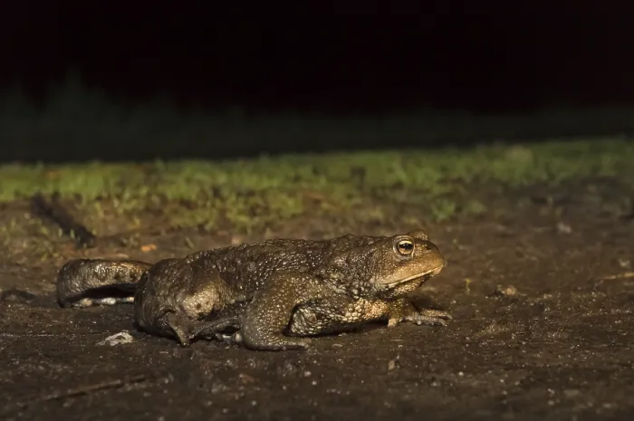 Framed Print : Common Toad, Gewone Pad, Bufo bufo
