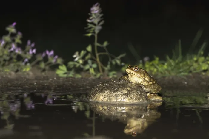 Framed Print : Common Toad, Gewone Pad, Bufo bufo