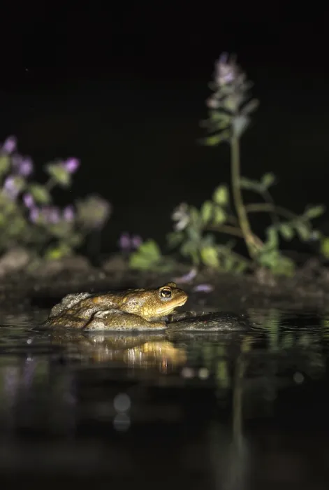 Framed Print : Common Toad, Gewone Pad, Bufo bufo