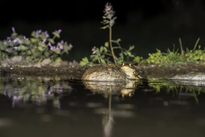 Framed Print : Common Toad, Gewone Pad, Bufo bufo