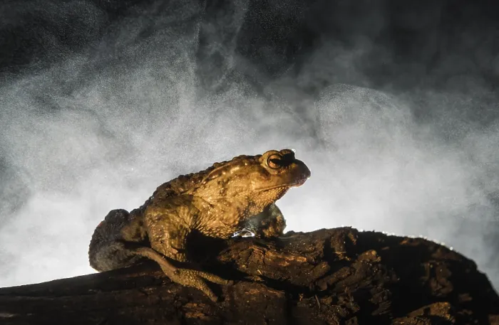 Framed Print : Common Toad, Gewone Pad, Bufo bufo