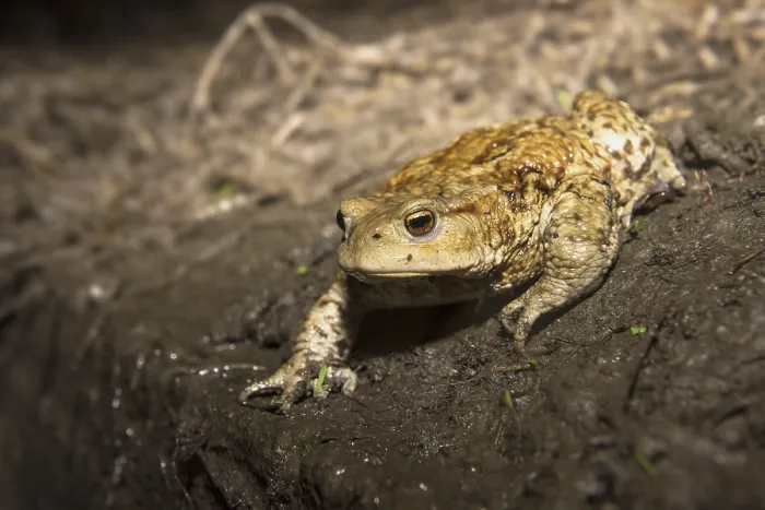 Framed Print : Common Toad, Gewone Pad, Bufo bufo